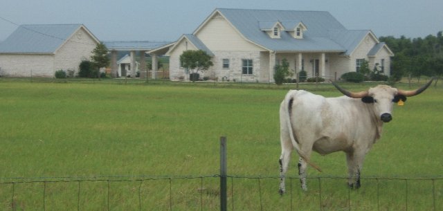 Texas Longhorn