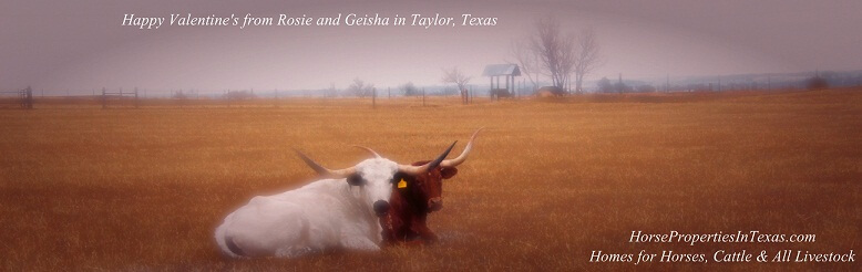 Happy Texas Longhorns Texas Longhorn cattle