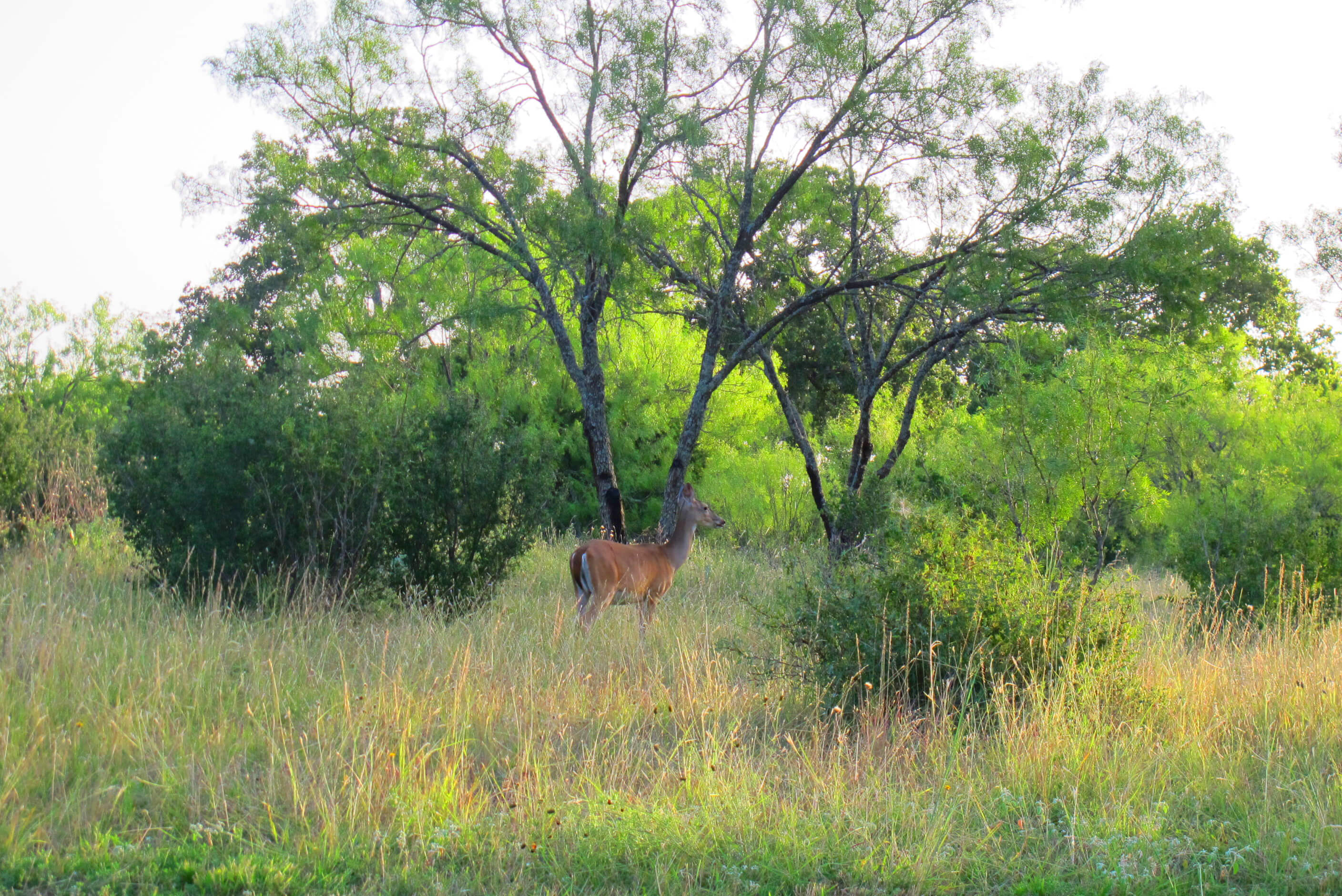 Double Horn Creek Spicewood TX 78669 Horse Properties in Texas