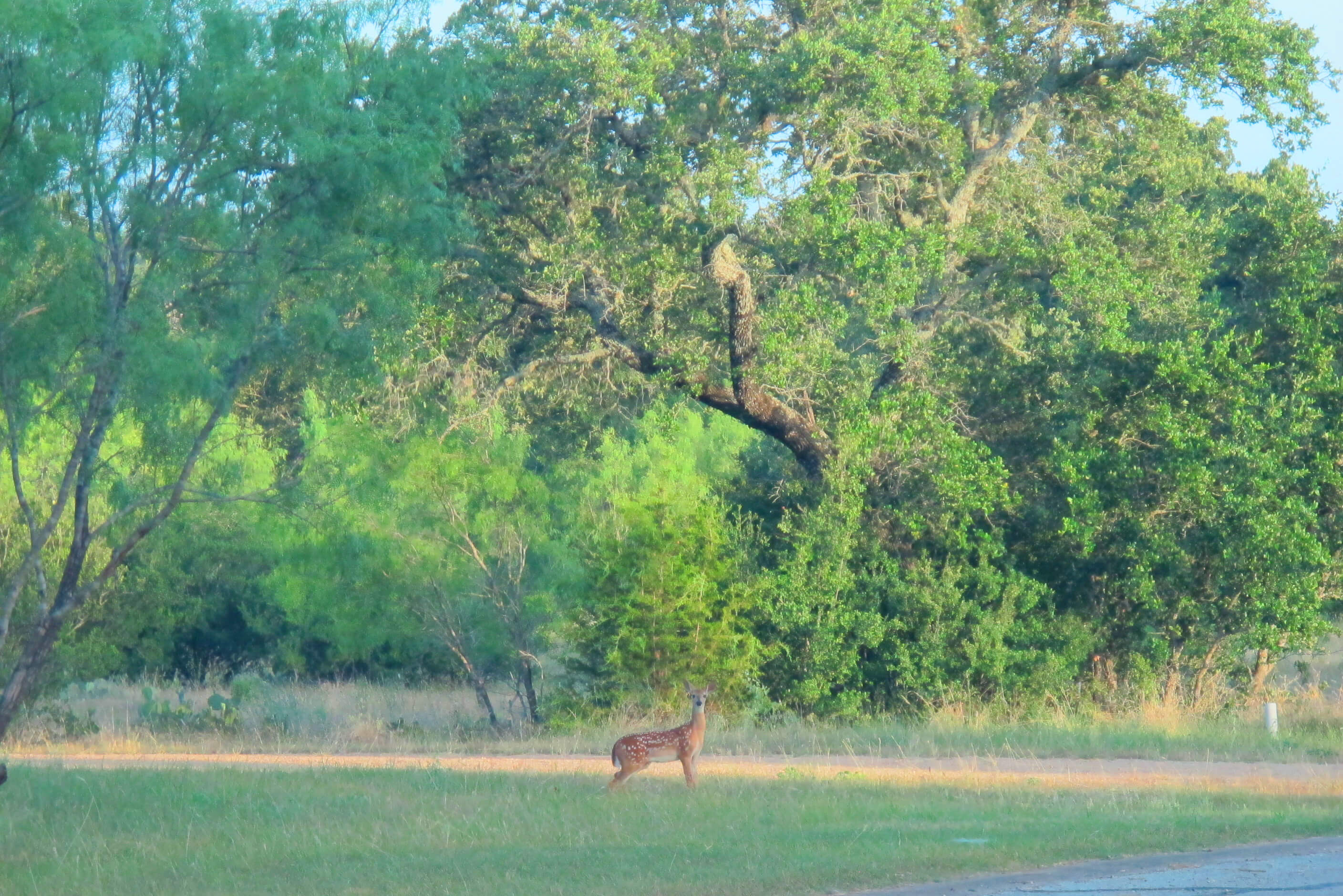 Double Horn Creek Spicewood TX 78669 Horse Properties in Texas